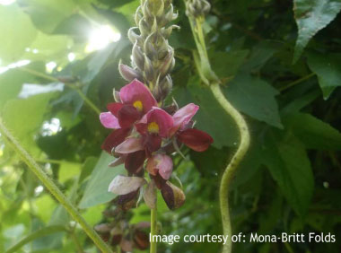 Kudzu flower 